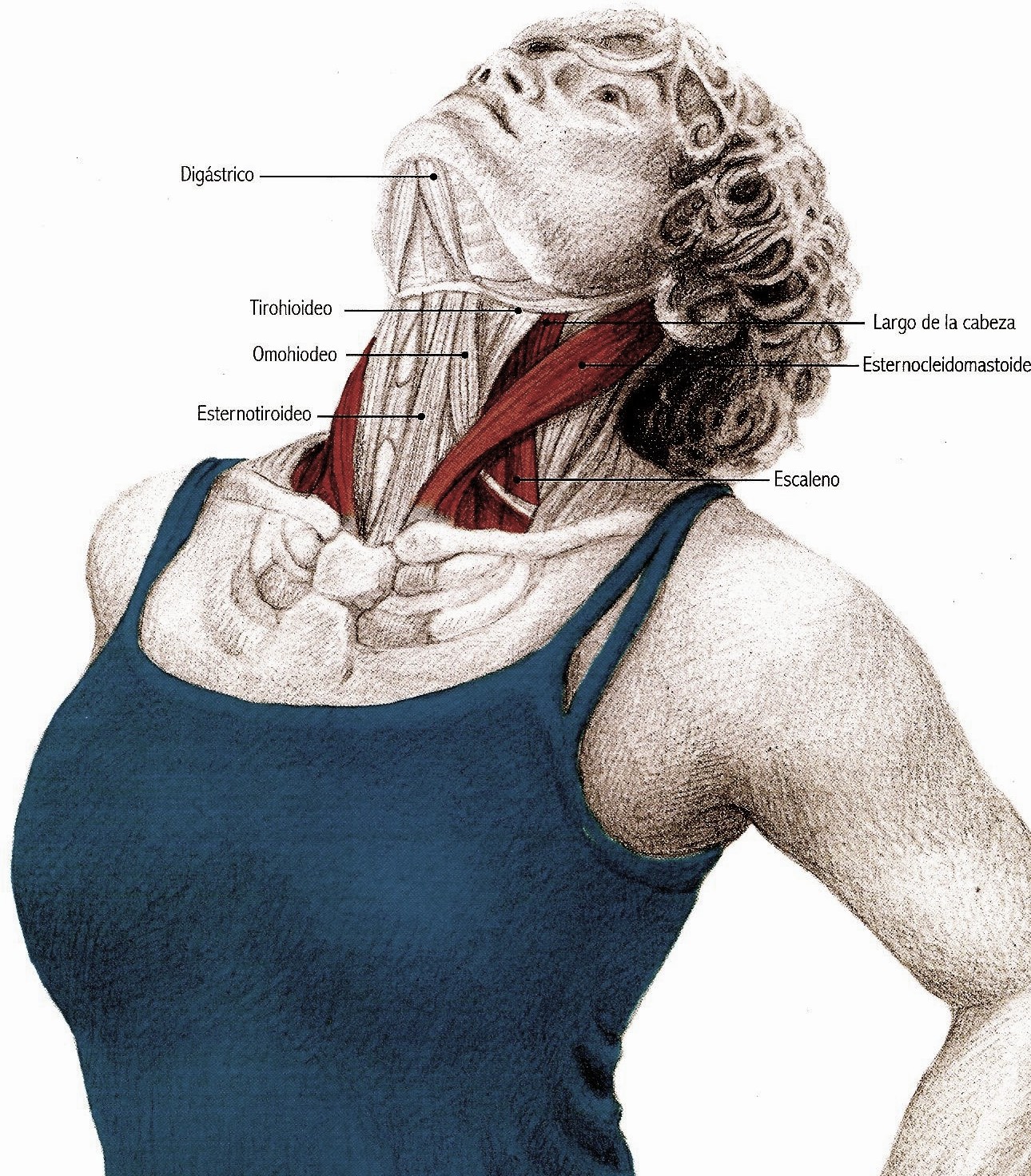 Ejercicios Para Aliviar El Dolor De Cuello Y Hombros Marisa Rodriguez