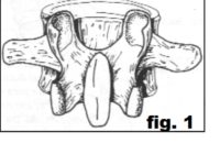 vertebra superior