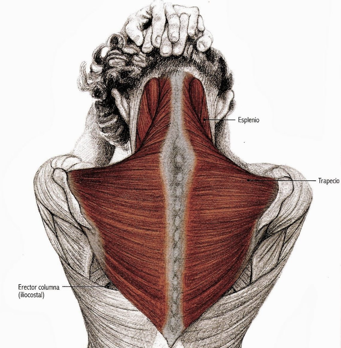 Ejercicios Para Aliviar El Dolor De Cuello Y Hombros Marisa Rodriguez